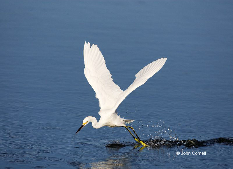 Egret;Flight;Snowy Egret;Egretta thula;One;one animal;avifauna;bird;birds;feather;feathered;outdoors;outside;untamed;wild;color;color photograph;daytime;close up;color image;photography;animals in the wild;feathers;wilderness;watching;watchful;Flying bird;action;aloft;behavior;flight;fly;flying;soar;wing;winged;wings;Color Image;Photography;Birds;Animals in the Wild;Action;Active;in flight;motion;movement;soaring;Feeding Behavior;Foraging;Close up